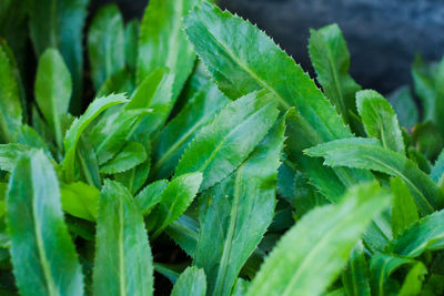 Close-up of green leaves