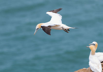 Seagulls flying over sea