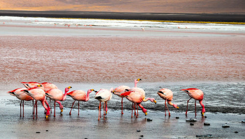 Flock of birds on beach