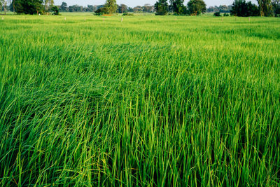 Crops growing on field