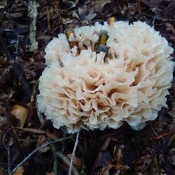 Close-up of mushrooms growing on field