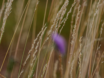 Close-up of stalks in field