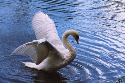 Birds swimming in lake