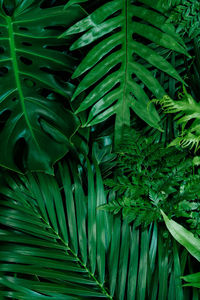 Full frame shot of palm leaves