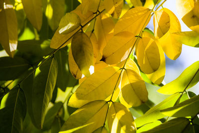 Autumn and fall yellow leave close-up, nature background, yellow color of ash-tree leave