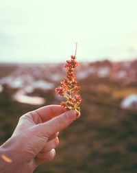 Close-up of hand holding plant against sky