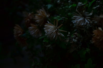 Close-up of flowers