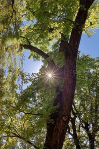 Low angle view of sunlight streaming through trees in forest