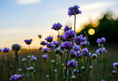 Close-up of purple flowering plant on field