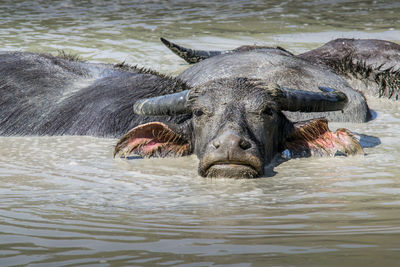 Close-up of buffalo swimming