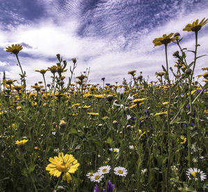 Close-up of yellow flowers blooming in field