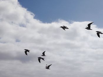 Low angle view of birds flying