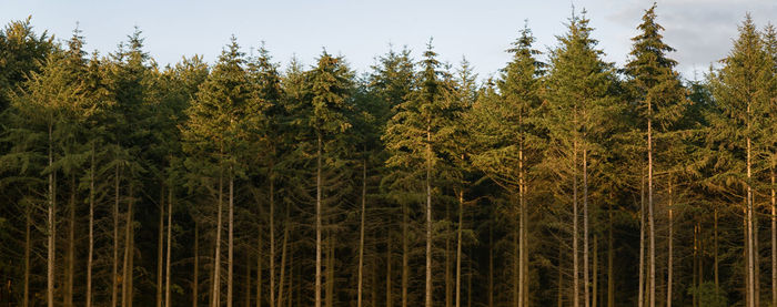 Pine trees in forest