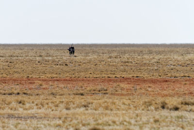 View of horse on field