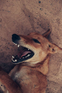 High angle view of dog relaxing on land