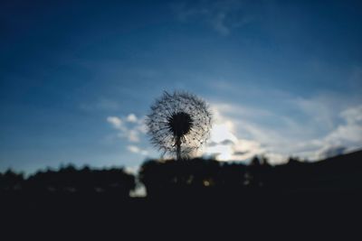 Silhouette flower against sky during sunset