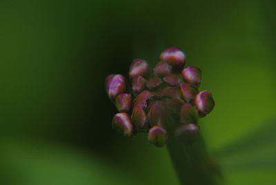 Close-up of flowering plant