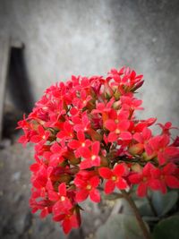 Close-up of red flowers blooming outdoors