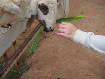 Midsection of person eating ice cream cone