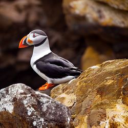 Close-up of bird perching on rock