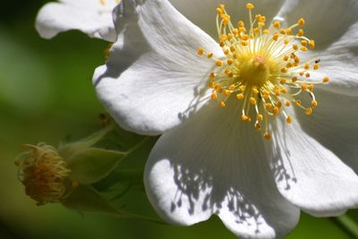 Close-up of white flower blooming outdoors