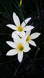 Close-up of white flower