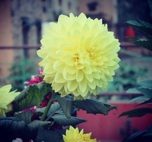 Close-up of yellow flower