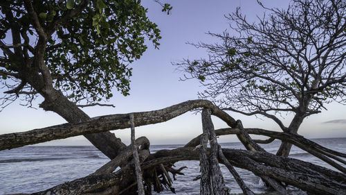 Driftwood on tree by sea against clear sky