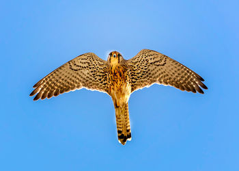 Low angle view of eagle flying against clear blue sky