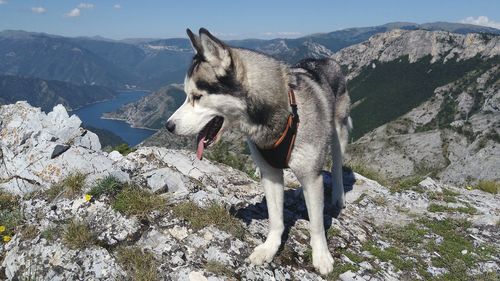 View of a dog on rock