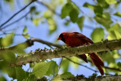 Low angle view of bird perching on branch