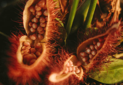 Close-up of berries on plant
