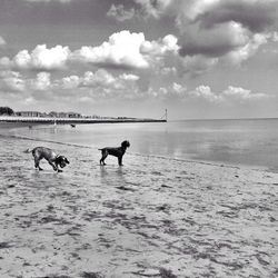Dog standing on beach