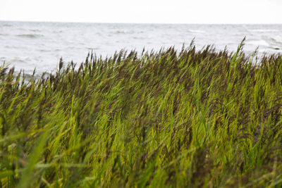 Close-up of grass growing on beach