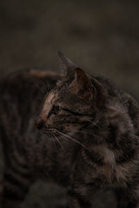 Close-up of a cat looking away