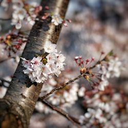 Close-up of cherry blossoms