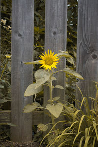 Close-up of flowers blooming outdoors