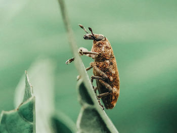 Close-up of insect