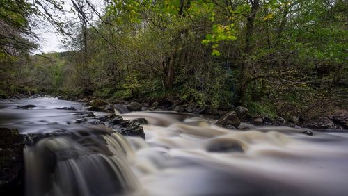 Scenic view of waterfall in forest