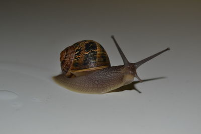 Close-up of snail