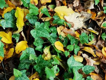 Full frame shot of autumn leaves on field