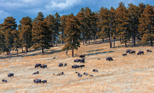 View of trees on field during autumn