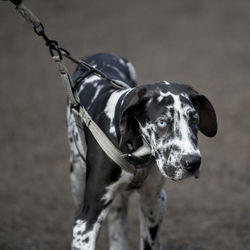 Portrait of a dog