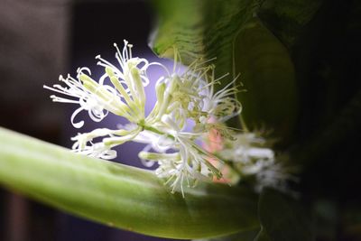 Close-up of plant growing outdoors