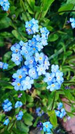 Close-up of blue hydrangeas blooming outdoors