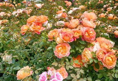 High angle view of roses on plant