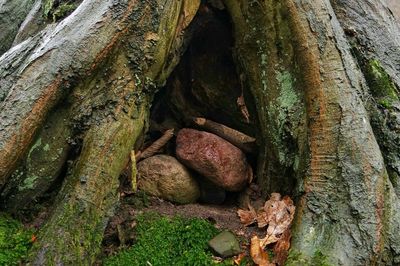 Close-up of tree trunk