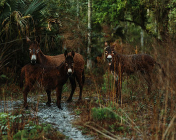 Group of donkeys in woods