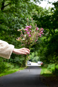 Close-up of hand holding purple flowering plant