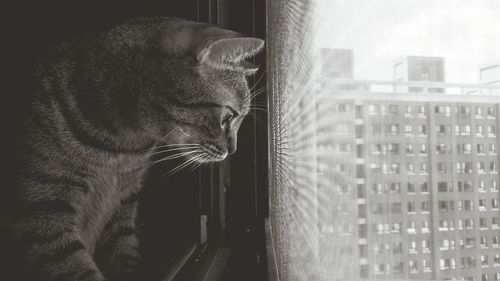 Cat looking through window at home